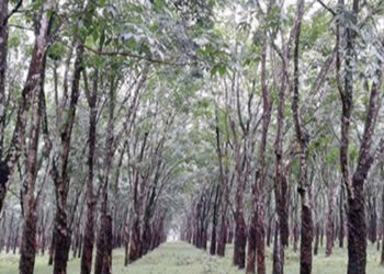 মধুপুরে রাবার বাগান থেকে অজ্ঞাত যুবকের লাশ উদ্ধার