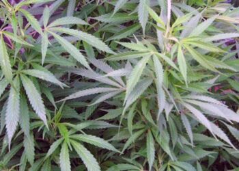 টাঙ্গাইলে গাঁজার বাগানে র‍্যাবের অভিযান