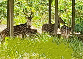 টাঙ্গাইলের মধুপুরে বন্য প্রাণীদের খাদ্য ও পানির সংকট