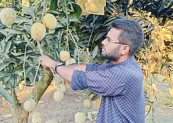 সখীপুরে নাবি জাতের গৌড়মতি  আম চাষে তিন তরুণের বাজিমাত