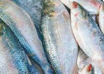 ভারতে এ বছর ইলিশ যাবে না