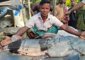 যমুনায় ধরা পড়ল ৩৮ কেজি ওজনের বাগাড়