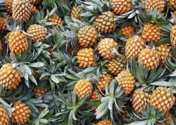 জিআই পণ্যের স্বীকৃতি পেলো মধুপুরের আনারস, দুশ্চিন্তা রফতানি নিয়ে