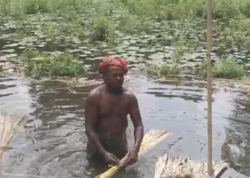 টাঙ্গাইলে লক্ষমাত্রার চেয়ে ৫০ হেক্টর বেশি জমিতে পাটের আবাদ