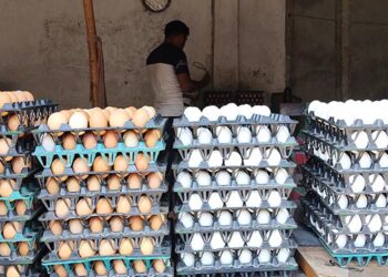 নাগরপুরে ডিমের দাম বৃদ্ধি , ক্রেতাদের মাঝে অস্বস্থির ক্ষোভ