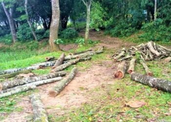 মধুপুরে সরকারি গাছ কেটে বিক্রির অভিযোগ