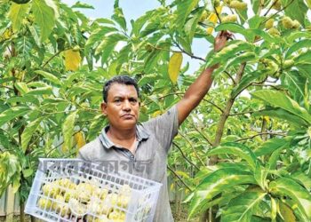 কালিহাতীতে চাষ হচ্ছে ননী ফল