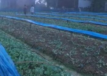 শীতকালীন টাঙ্গাইলে সবজি চাষে ব্যস্ত কৃষক