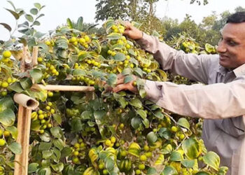 সখীপুরে আগাম টক বরই চাষে সিদ্দিকের বাজিমাত!