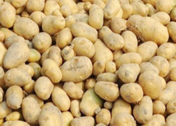 আলুর কেজি ১০০ টাকা ছুঁই ছুঁই 