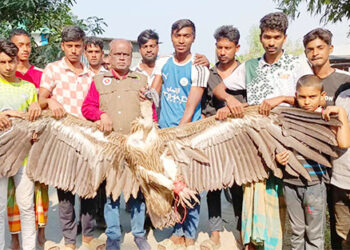 গোপালপুরে বিশাল দেহের অসুস্থ শকুন উদ্ধার