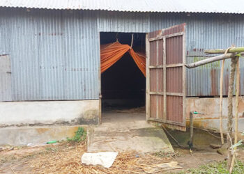 সখীপুরে গরু চুরির হিড়িক