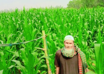 ভুট্টা চাষে সফলতার স্বপ্ন বুনছেন কৃষক ছোরহাব আলী