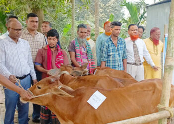 নিম্ন আয়ের মানুষকে স্বাবলম্বী করতে বিনামূল্যে গরু বিতরন