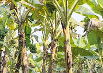 যমুনার চরে আবাদ হচ্ছে কলা