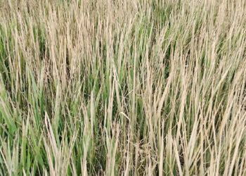 টাঙ্গাইলে বিষ প্রয়োগে চার বিঘা জমির ধান বিনষ্টের অভিযোগ