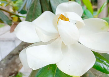 ধনবাড়ী নওয়াব শাহী জামে মসজিদে শতবর্ষ ধরে ফুটে আসছে ম্যাগনোলিয়া ফুল