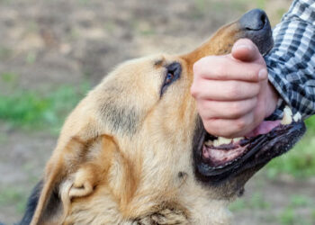 গোপালপুরে পাগলা কুকুরের কামড়ে ২৩ জন আহত