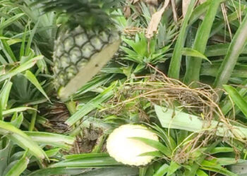 মধুপুরে ৫ হাজার আনারস কেটে ফেলেছে দুর্বৃত্তরা