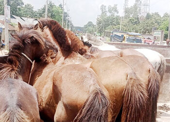 মধুপুরে ঘোড়া জবাই, পুলিশী অভিযানে ৭টি  ঘোড়া উদ্ধার - আটক ১