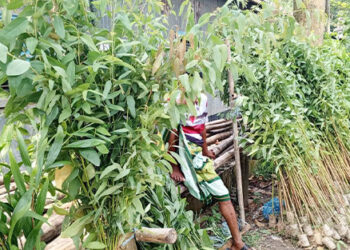 সখীপুরে নিষিদ্ধ গাছ ইউক্যালিপটাস ও আকাশমণির বিস্তার, হুমকির মুখে পরিবেশ ও কৃষিজমি