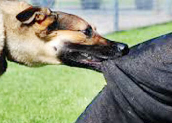 ধনবাড়ীতে কুকুরের কামড়ে আহত অর্ধশতাধিক, বিভিন্ন এলাকায় আতঙ্ক