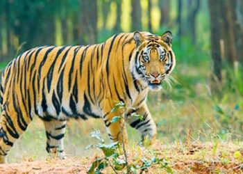 আজ বিশ্ব বাঘ দিবস