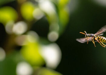 ভিমরুলের আ"ক্র"ম"ণে মাদারীপুরে শিশুর মৃ"ত্যু