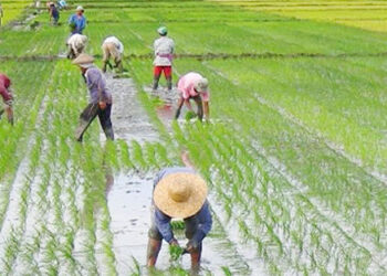 ধনবাড়ীতে আমন ধানের চারা রোপণে ব্যস্ত সময় পার করছেন কৃষকরা