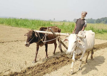 প্রযুক্তির ছোঁয়ায় ধনবাড়ীতে হারিয়ে যাচ্ছে গরু দিয়ে চাষাবাদের চিত্র