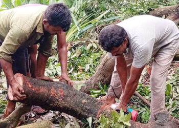 মির্জাপুরে পিতা-পুত্র নিলামে অংশ নিয়ে কৌশলে ২১ গাছ বিক্রির অভিযোগ