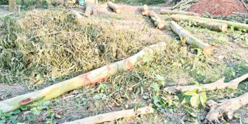 ধনবাড়ীতে গাছ কেটে জমি দখলের চেষ্টা প্রতিপক্ষরা