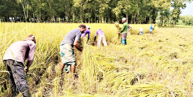ভালো বীজ ও আধুনিক যন্ত্র সহজলভ্য হচ্ছে টাঙ্গাইলে কৃষকের মুখে খুশির ঝিলিক