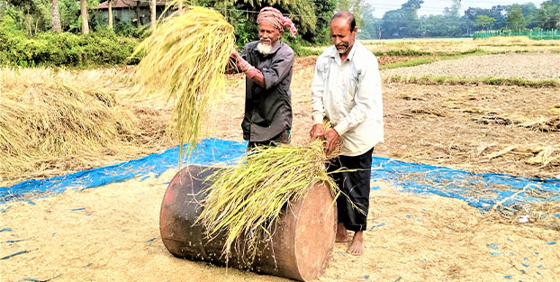 ভালো বীজ ও আধুনিক যন্ত্র সহজলভ্য হচ্ছে টাঙ্গাইলে কৃষকের মুখে খুশির ঝিলিক