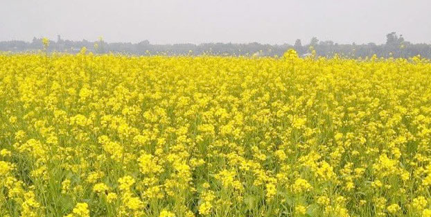 মধুপুরে সরিষার হলুদ ফুলে কৃষকের মুখে হাসি