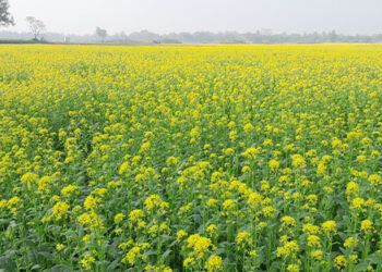 ভূঞাপুরে সরিষা চাষে নতুন রেকর্ড, বাম্পার ফলনের আশায় কৃষকরা