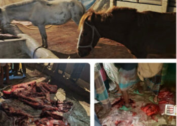 গোপালপুরে ৮টি ঘোড়া জবাইয়ের অভিযোগে চারজন আটক