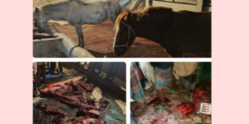 গোপালপুরে ৮টি ঘোড়া জবাইয়ের অভিযোগে চারজন আটক