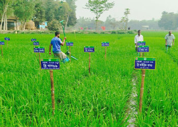 প্রযুক্তি গ্রাম কিসামত, ধনবাড়ীতে এলএসটিডি প্রকল্পের রাইস গার্ডেন স্থাপন