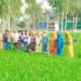 এলএসটিডি প্রকল্পের সহায়তায় ধনবাড়িতে কৃষকদের হাতে কৃষি উপকরণ