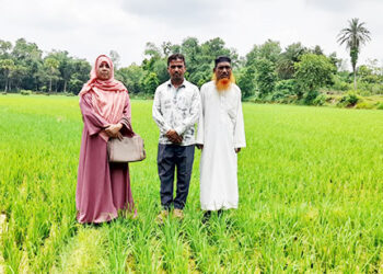 সখীপুরে আউশ আবাদে কৃষকদের আগ্রহ বাড়ছে