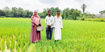 সখীপুরে আউশ আবাদে কৃষকদের আগ্রহ বাড়ছে