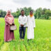 সখীপুরে আউশ আবাদে কৃষকদের আগ্রহ বাড়ছে