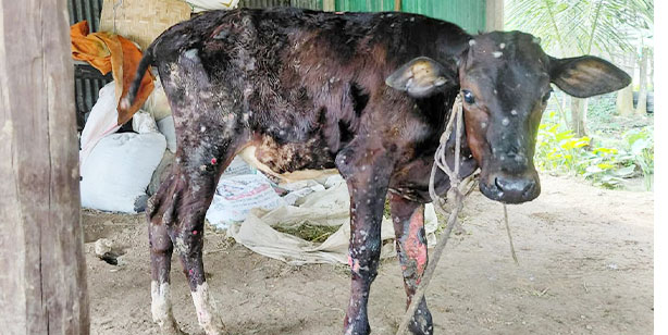 সখীপুরে 'লাম্পি স্কিন' রোগের প্রকোপ, আতঙ্কে খামারিরা