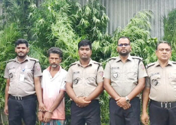ভূঞাপুরে পাটক্ষেতের আড়ালে গাঁজা চাষ, ১১টি গাঁজা গাছসহ আটক ১