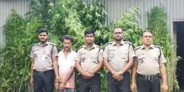 ভূঞাপুরে পাটক্ষেতের আড়ালে গাঁজা চাষ, ১১টি গাঁজা গাছসহ আটক ১