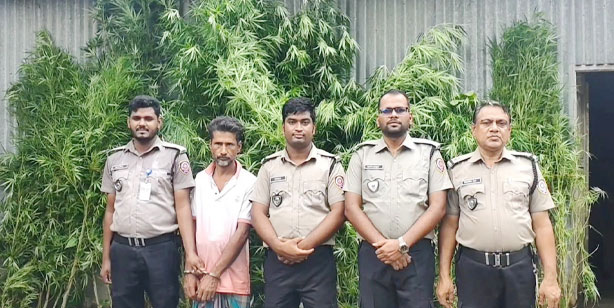 ভূঞাপুরে পাটক্ষেতের আড়ালে গাঁজা চাষ, ১১টি গাঁজা গাছসহ আটক ১